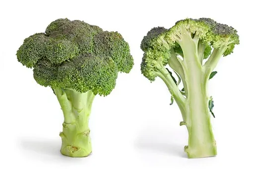 Broccoli floret, whole and in cross section