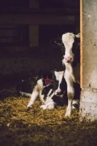 Two baby cows on a farm