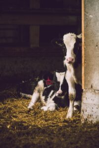 Two baby cows on a farm